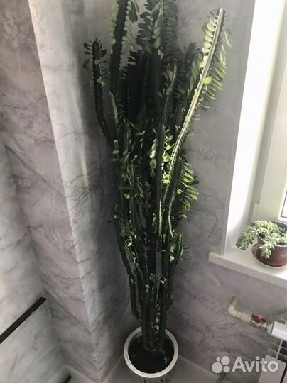 Молочай трехгранный