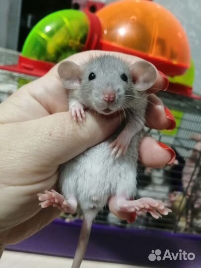 Крыса крысята дамбо