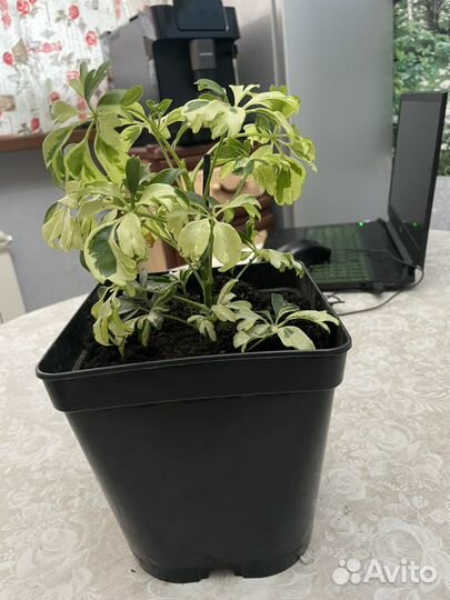 Комнатное растение