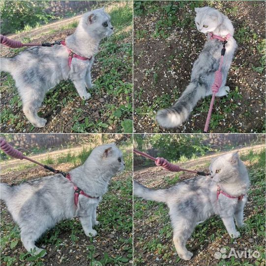 Новые шлейки для животных