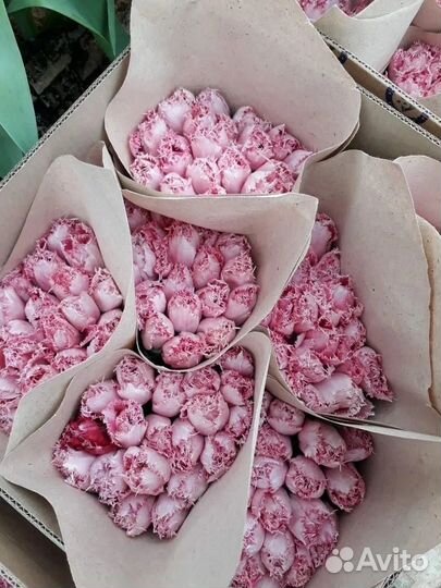 Тюльпан Оптом в Москве к 8 марта