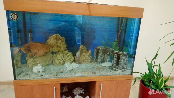 Обслуживание и оформление аквариумов