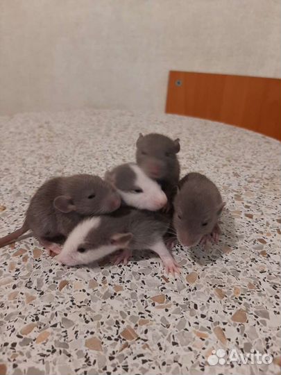 Крысята декоративные