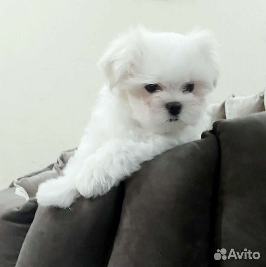 Мини мальтезики