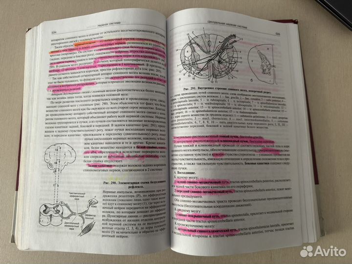 Анатомия человека Привес М. Г. и др