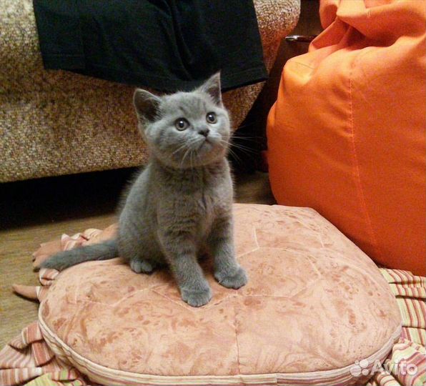 Британские котята