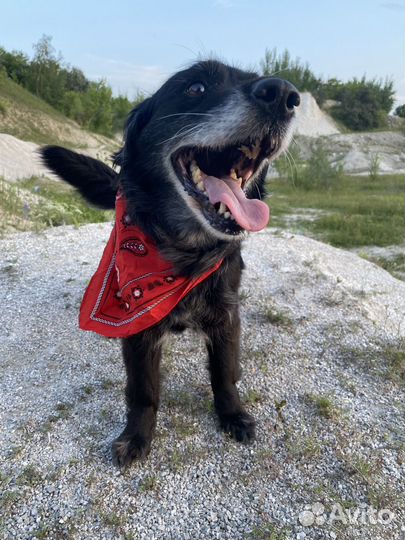 Собака девочка