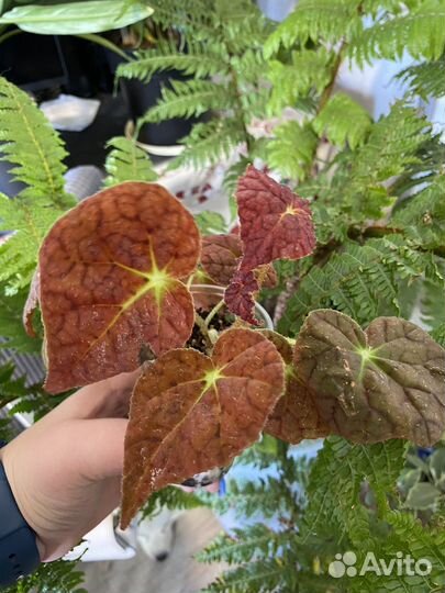 Бегонии разные