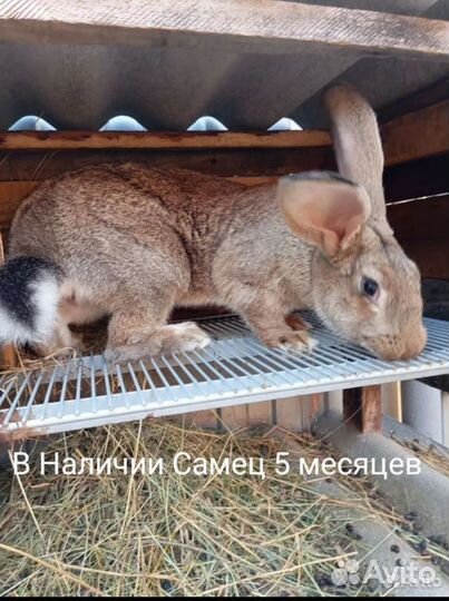 Кролики серый великан