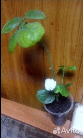 Комнатные растения