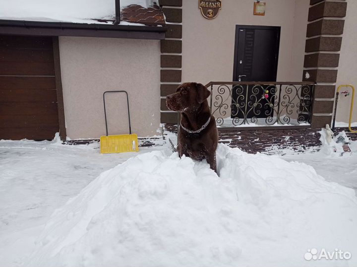 Кобель лабрадора вязка