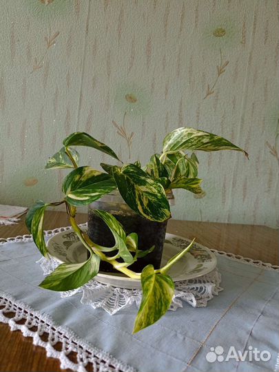 Эпипремнум