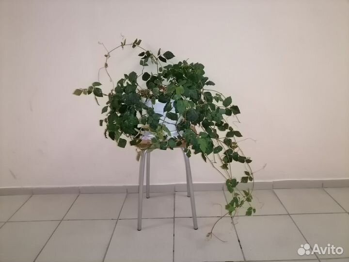 Циссус березка