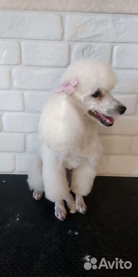 Щенки той пуделя