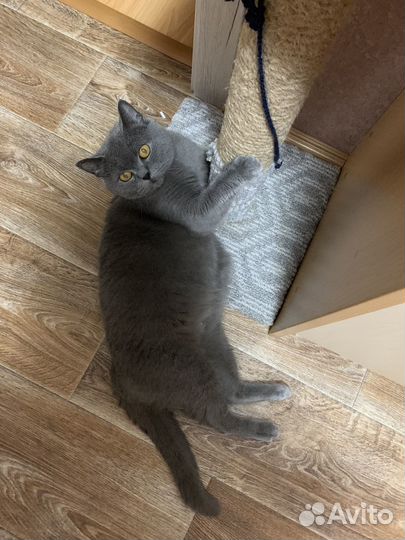 Котята британские