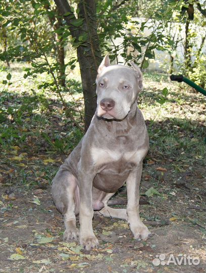 Щенки Прайтера