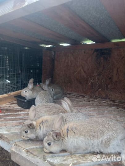 Кролики мясных пород