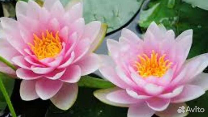 Нимфеи для пруда