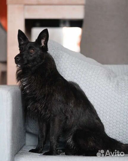 Маленькая собака в дар