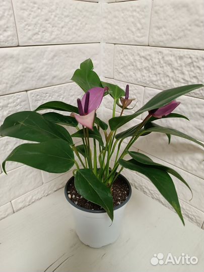 Антуриум Зизу