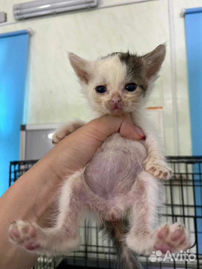 6 котят в добрые руки