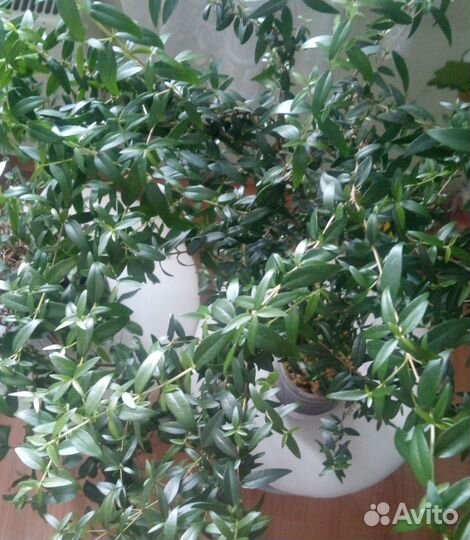 Мирт комнатный мелколистный и крупнолистный