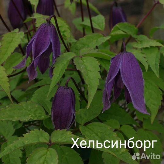 Княжик (клематис)