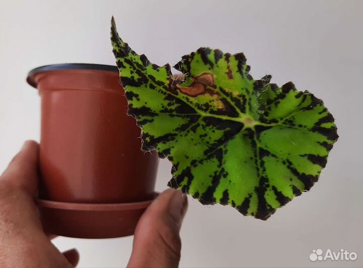 Бегония тигровая, колеос, лесные кактусы