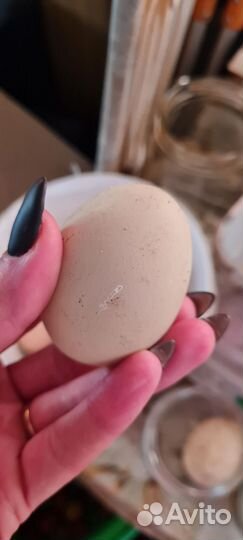 Домашние куриные яйца,перепелиные