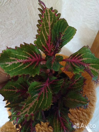 Домашние цветы