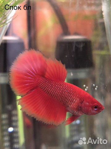 Рыбка петушок