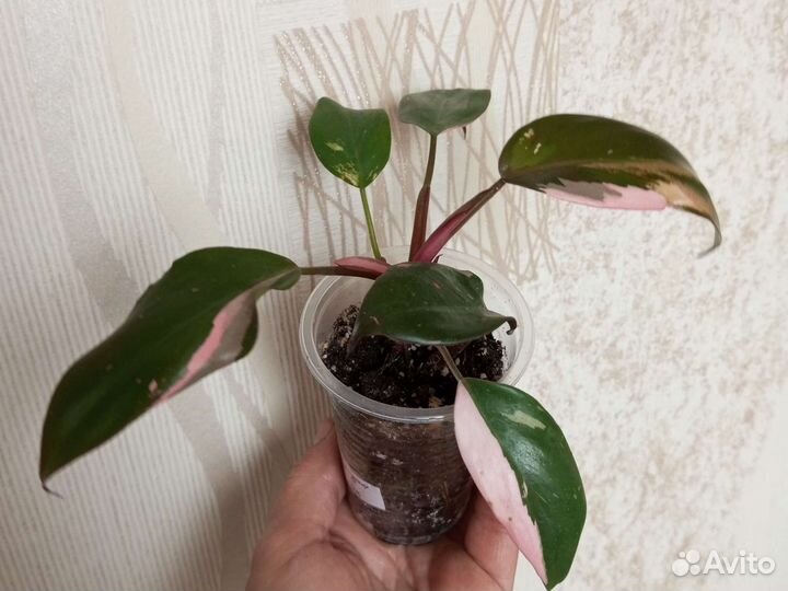 Филодендроны и другие цветы