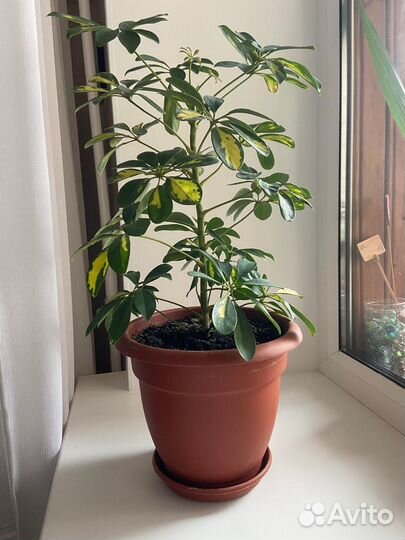 Комнатные цветы шефлера