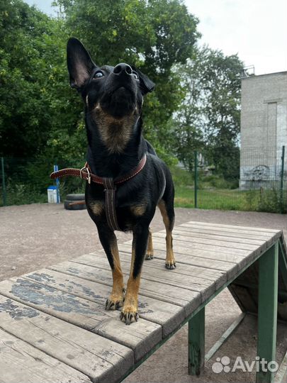 Зооняня выгул собак