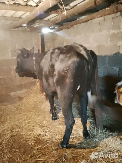 Корова(Телочка)