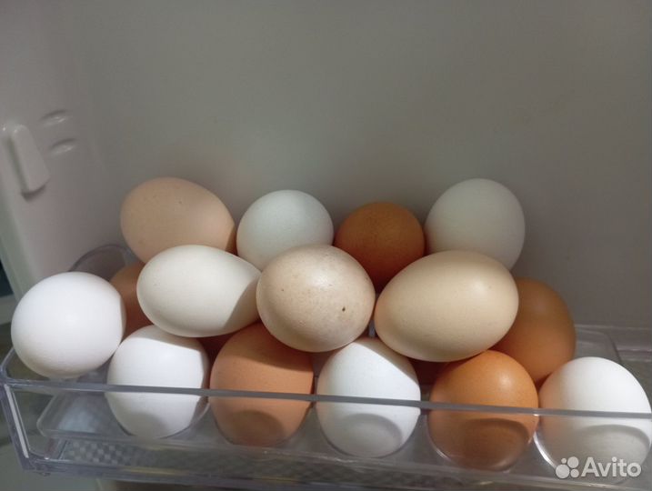 Перепелиныее, куриные яйца