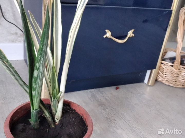 Сансевиерия бентал сенсейшн, сплеш