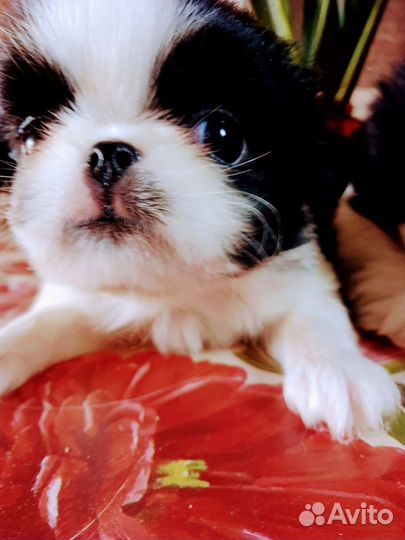 Японский хин