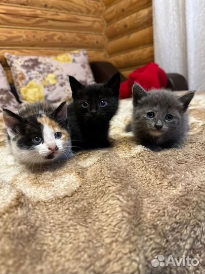 Котята бесплатно