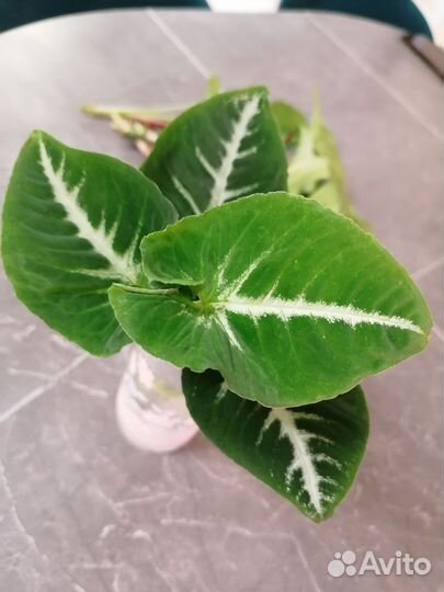 Сингониумы сортовые