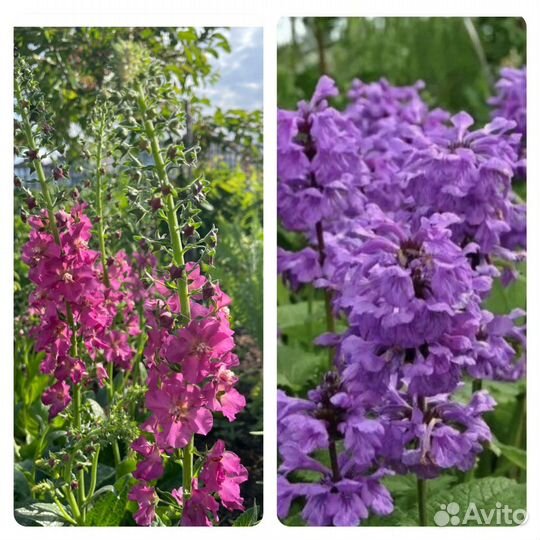 Цветы многолетники почтой/ Астранция/Бруннера