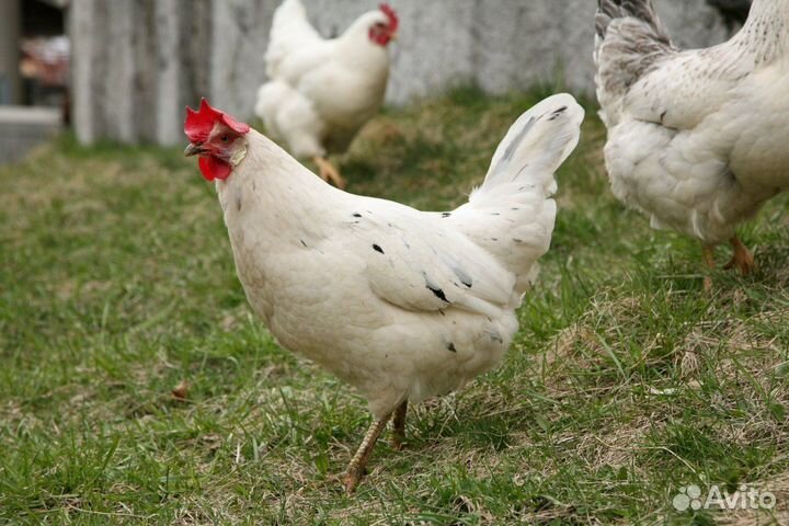 Куры несушки 9 месяцев