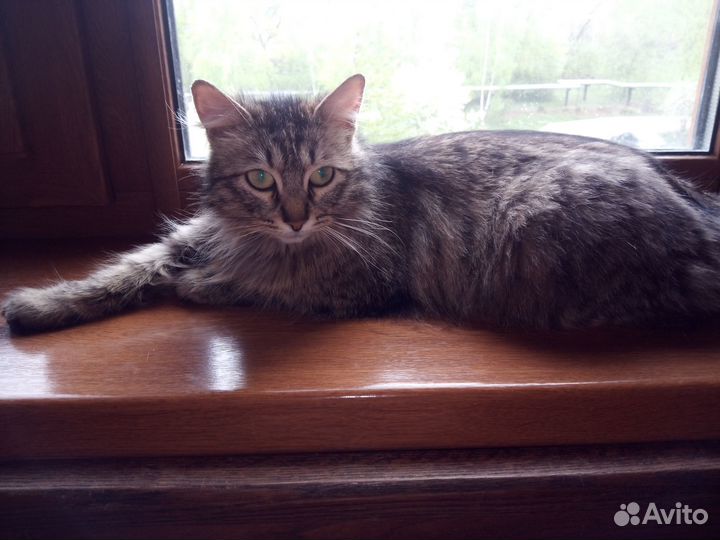 Отдам в добрые руки