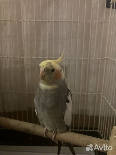 Молодой самец какарика и корелл самец