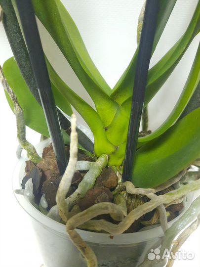 Орхидея Персик