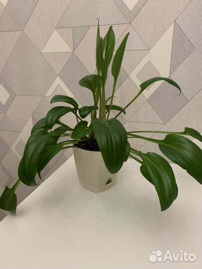 Дримиопсис