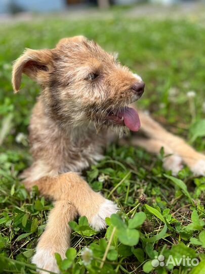 Бородатая малышка Элли ищет дом