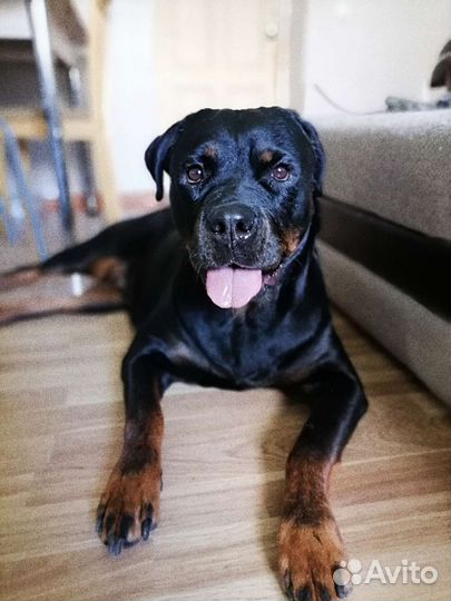 Передержка собак