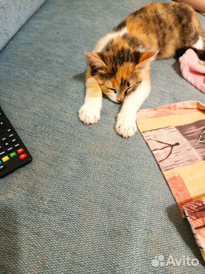 Кошка в дар