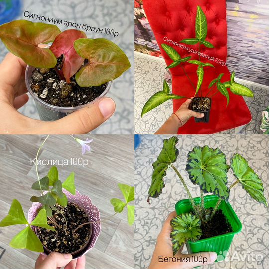 Комнатные растения